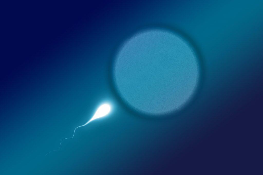 fertilización esperma ovario