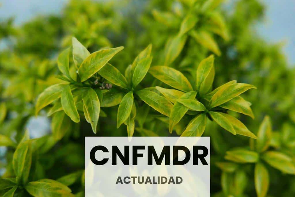 Selective Focus Photography of Green Leafs