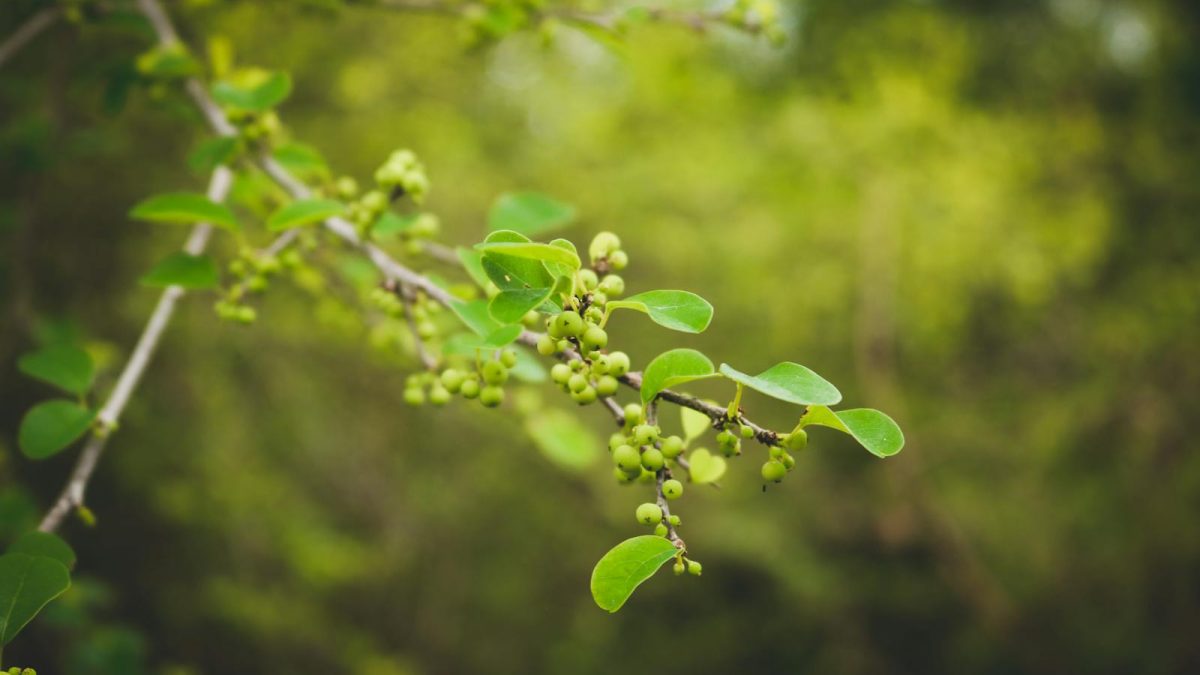 Green Leaves in Tilt Shift Lens