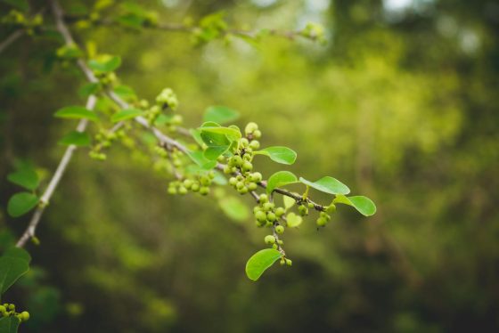 Green Leaves in Tilt Shift Lens