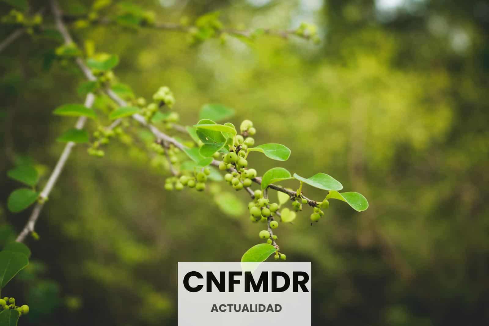 Green Leaves in Tilt Shift Lens