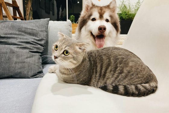 ¿Con qué sueñan los perros y los gatos?