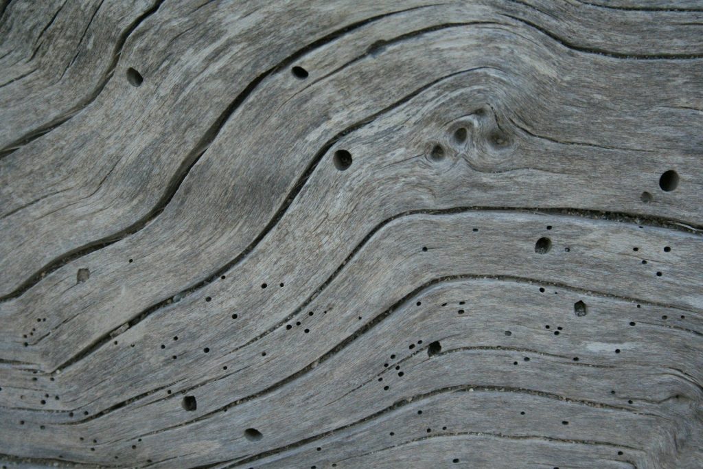 Madera con agujeros de salida de carcoma