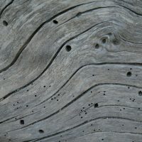 Madera con agujeros de salida de carcoma