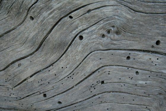 Madera con agujeros de salida de carcoma